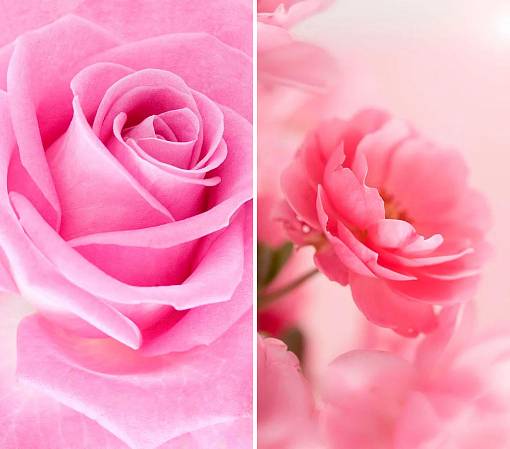 Скриншоты из Розовые розы Живые Обои